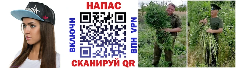 Каннабис White Widow  купить наркотики цена  Сясьстрой 